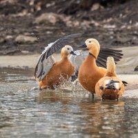огарь в полете. :: юрий макаров