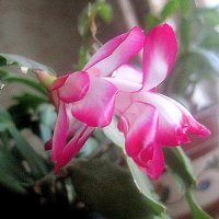 Декабрист :: Елена Семигина