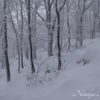 Природа Крыма :: Amazing Cosmea