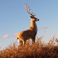 Олень у дороги. :: nadyasilyuk Вознюк