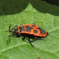 Клоп-солдатик :: Лариса С.