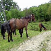 Пластунка. Прогулка в горах :: Tata Wolf