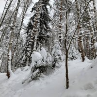 осваивают  горку :: Владимир 