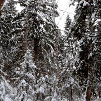 природа :: Владимир 