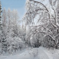 Зима в тайге. Окрестности Ухты, Коми. :: Николай Зиновьев