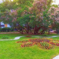 Цветёт сирень в "катькином садике". СПб. :: Лилия *