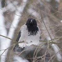 Глаза в глаза :: Алексей Булак