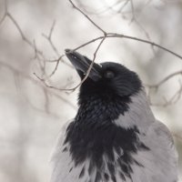 Сердитая ворона :: Алексей Булак