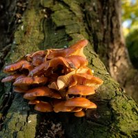 Ноябрьские... :: Николай Гирш