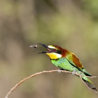 *** :: Валерий Черняк