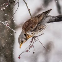 Холодно, голодно... :: Александр К.