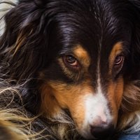 портрет собакена :: Артём 