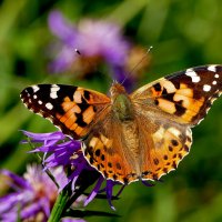 опять про бабочек...325 :: Александр Прокудин