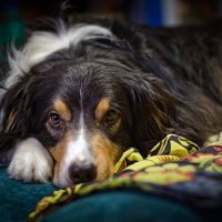 аусси :: Артём 