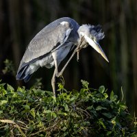 Большая голубая цапля. :: Alexander Amromin