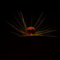 *** :: Виктор Иванович Чернюк