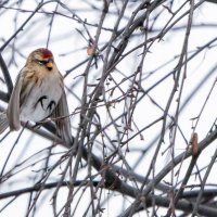 Чечетка. :: Владимир Безбородов