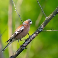 Зяблик :: Владимир Лазарев