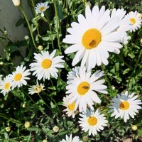 Капелька тепла в зимнюю стужу :: Любовь Сахарова