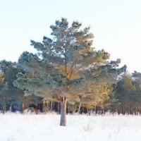 Сосна в зимнем ореоле :: Владимир Кириченко