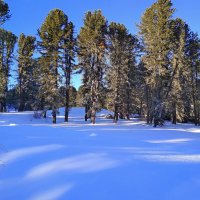 Тайга зимняя :: Татьяна Лютаева