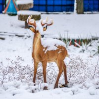 Олень в городском парке :: Игорь Сикорский