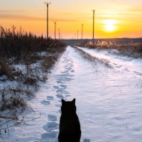 Уголёк любуется красотой ... :: Евгений Хвальчев