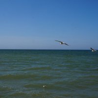 Чайки :: Алёна Савина