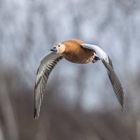 огарь в полете. :: юрий макаров