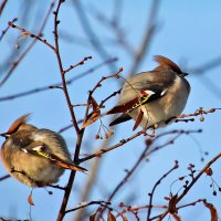 Свиристель :: Laryan1 