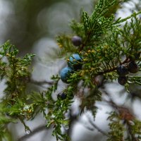 *** :: Дмитрий Лупандин