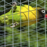 Свободу попугаям  !!! :: Валентин Семчишин