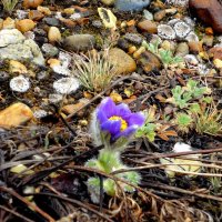 Одинокий. :: nadyasilyuk Вознюк