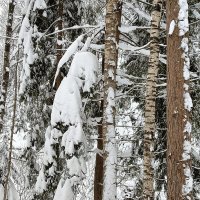 забрался от опасности :: Владимир 