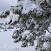 Природа Крыма :: Amazing Cosmea