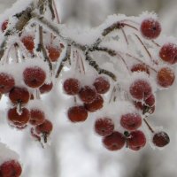 В сахаре :: Лариса С.
