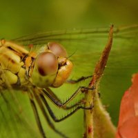Портрет в профиль...  Глазастенькая :: Надежда Куркина 