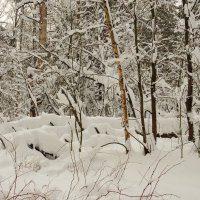 Снежное царство :: Андрей Снегерёв