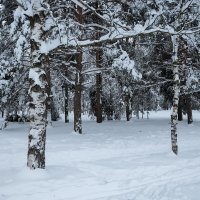 Снежный пейзаж :: Александр Синдерёв