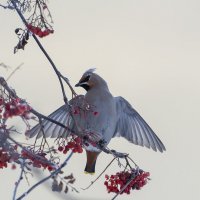 на рябине.. :: Вадим Басов