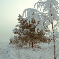 Мороз и туман :: Сергей Ц