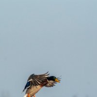 Кряква :: Roman 