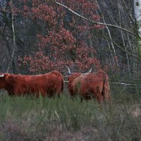 Буйволы на пастбище :: Valziwa 