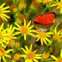 опять про бабочек...328 :: Александр Прокудин