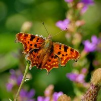 опять про бабочек...330 :: Александр Прокудин