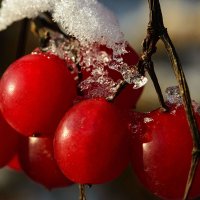 Губами ягод ледяных коснусь, Почувствую их вкус неповторимый :: Римма Волченко