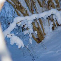 Кустики, занесённые снегом :: fogmeadowww m