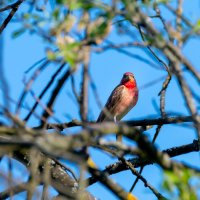 Чечевица :: Владимир Лазарев