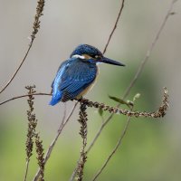 Зимородок. :: Alexander Amromin