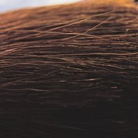 Кисточка :: Giant Tao /